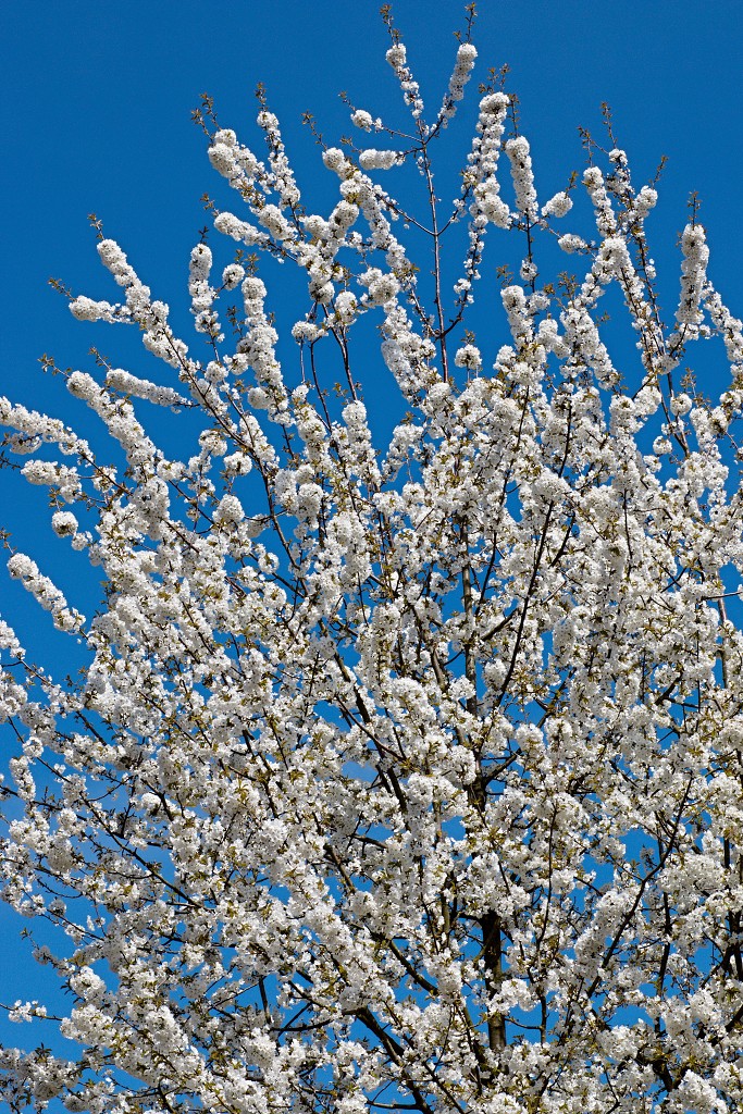 bloesem hdr voorjaar lente bloem bloemen flora fruitbomen betuwe kersenbloesem japan sakura fruit fruitbomen